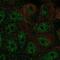 Fructose-Bisphosphatase 2 antibody, NBP2-58520, Novus Biologicals, Immunofluorescence image 