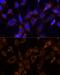 Vacuolar Protein Sorting 25 Homolog antibody, GTX65881, GeneTex, Immunofluorescence image 