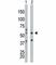 Eukaryotic Translation Initiation Factor 2 Alpha Kinase 2 antibody, F40174-0.4ML, NSJ Bioreagents, Western Blot image 