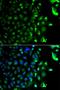 RAB5A, Member RAS Oncogene Family antibody, orb49080, Biorbyt, Immunofluorescence image 