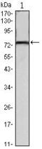 Kelch Like Family Member 22 antibody, MA5-15699, Invitrogen Antibodies, Western Blot image 