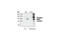 Ribosomal Protein S6 Kinase A5 antibody, 9595S, Cell Signaling Technology, Western Blot image 