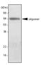 Adiponectin, C1Q And Collagen Domain Containing antibody, LS-C93703, Lifespan Biosciences, Western Blot image 
