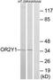 Olfactory Receptor Family 2 Subfamily Y Member 1 antibody, TA316107, Origene, Western Blot image 