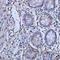 Zinc Finger C3H1-Type Containing antibody, orb77798, Biorbyt, Immunohistochemistry paraffin image 