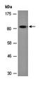 Mediator Complex Subunit 14 antibody, orb67164, Biorbyt, Western Blot image 