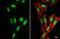H1 Histone Family Member 0 antibody, NBP2-16772, Novus Biologicals, Immunofluorescence image 