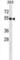 Butyrophilin Subfamily 2 Member A1 antibody, abx028717, Abbexa, Western Blot image 