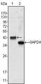 Wnt Family Member 10B antibody, MA5-15557, Invitrogen Antibodies, Western Blot image 