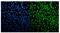 Cyclin Dependent Kinase 12 antibody, A03495-1, Boster Biological Technology, Immunofluorescence image 