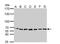 Stress Induced Phosphoprotein 1 antibody, NBP1-32145, Novus Biologicals, Western Blot image 