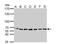 Stress Induced Phosphoprotein 1 antibody, NBP1-32145, Novus Biologicals, Western Blot image 