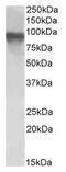 CREB Regulated Transcription Coactivator 2 antibody, AP23665PU-N, Origene, Western Blot image 