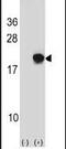 Small Ubiquitin Like Modifier 4 antibody, PA5-11361, Invitrogen Antibodies, Western Blot image 