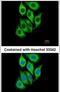 Serpin Family B Member 3 antibody, PA5-30164, Invitrogen Antibodies, Immunofluorescence image 