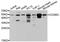 CD300c Molecule antibody, abx125634, Abbexa, Western Blot image 