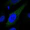 Cytochrome P450 2S1 antibody, NBP2-55469, Novus Biologicals, Immunocytochemistry image 