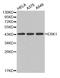 Erk1 antibody, abx125029, Abbexa, Western Blot image 