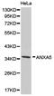 Annexin A5 antibody, LS-C192696, Lifespan Biosciences, Western Blot image 