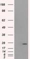 Proteasome 26S Subunit, Non-ATPase 10 antibody, NBP2-02199, Novus Biologicals, Western Blot image 