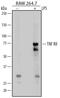 TNF Receptor Superfamily Member 1B antibody, AF-426-PB, R&D Systems, Western Blot image 