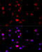 Filamin B antibody, 18-661, ProSci, Immunofluorescence image 