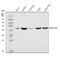 3-Hydroxy-3-Methylglutaryl-CoA Synthase 2 antibody, A04371-2, Boster Biological Technology, Western Blot image 