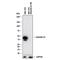 Annexin A1 antibody, MAB37701, R&D Systems, Western Blot image 
