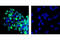 PR/SET Domain 1 antibody, 9115S, Cell Signaling Technology, Immunofluorescence image 