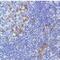 Inducible T Cell Costimulator antibody, ab105227, Abcam, Immunohistochemistry paraffin image 