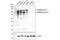 Glycoprotein Nmb antibody, 38313S, Cell Signaling Technology, Western Blot image 
