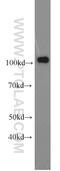 Mismatch repair endonuclease PMS2 antibody, 66075-1-Ig, Proteintech Group, Western Blot image 