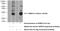 Sterile Alpha Motif Domain Containing 10 antibody, 26275-1-AP, Proteintech Group, Western Blot image 