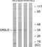 Olfactory Receptor Family 8 Subfamily J Member 3 antibody, GTX87762, GeneTex, Western Blot image 