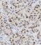 TLE Family Member 3, Transcriptional Corepressor antibody, FNab08721, FineTest, Immunohistochemistry paraffin image 