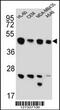 Bridging Integrator 2 antibody, 62-046, ProSci, Western Blot image 