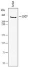 Chromodomain Helicase DNA Binding Protein 7 antibody, AF7350, R&D Systems, Western Blot image 