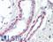 Thrombospondin 3 antibody, LS-B9501, Lifespan Biosciences, Immunohistochemistry frozen image 