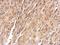 Fibrinogen Like 1 antibody, NBP2-16486, Novus Biologicals, Immunohistochemistry paraffin image 