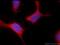 SPANX Family Member A2 antibody, 19527-1-AP, Proteintech Group, Immunofluorescence image 