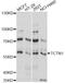 Tectonic Family Member 1 antibody, LS-C749908, Lifespan Biosciences, Western Blot image 