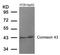 Gap Junction Protein Alpha 1 antibody, 79-383, ProSci, Western Blot image 