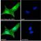 Double PHD Fingers 1 antibody, LS-C55164, Lifespan Biosciences, Immunofluorescence image 