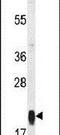 Mitochondrial Ribosomal Protein S25 antibody, PA5-26850, Invitrogen Antibodies, Western Blot image 