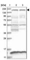 Centrosomal Protein 162 antibody, NBP1-91155, Novus Biologicals, Immunohistochemistry frozen image 