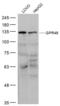 Leucine Rich Repeat Containing G Protein-Coupled Receptor 5 antibody, orb10982, Biorbyt, Western Blot image 