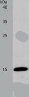 Profilin 2 antibody, TA322110, Origene, Western Blot image 