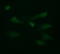 Galectin 3 antibody, LS-C788188, Lifespan Biosciences, Immunofluorescence image 