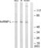 Heterogeneous Nuclear Ribonucleoprotein L antibody, LS-B7671, Lifespan Biosciences, Western Blot image 