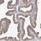 WD Repeat Domain 77 antibody, NBP1-82780, Novus Biologicals, Immunohistochemistry frozen image 